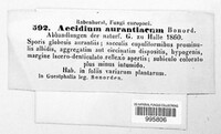 Aecidium aurantiacum image